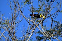 Toucan - A daily visitor along with many, many other birds