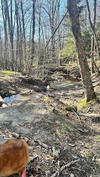 Creek across the street