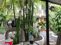 Tropical plants everywhere! Even a tree grows in center of property.