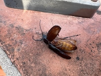 Hornet left on handrail in back.