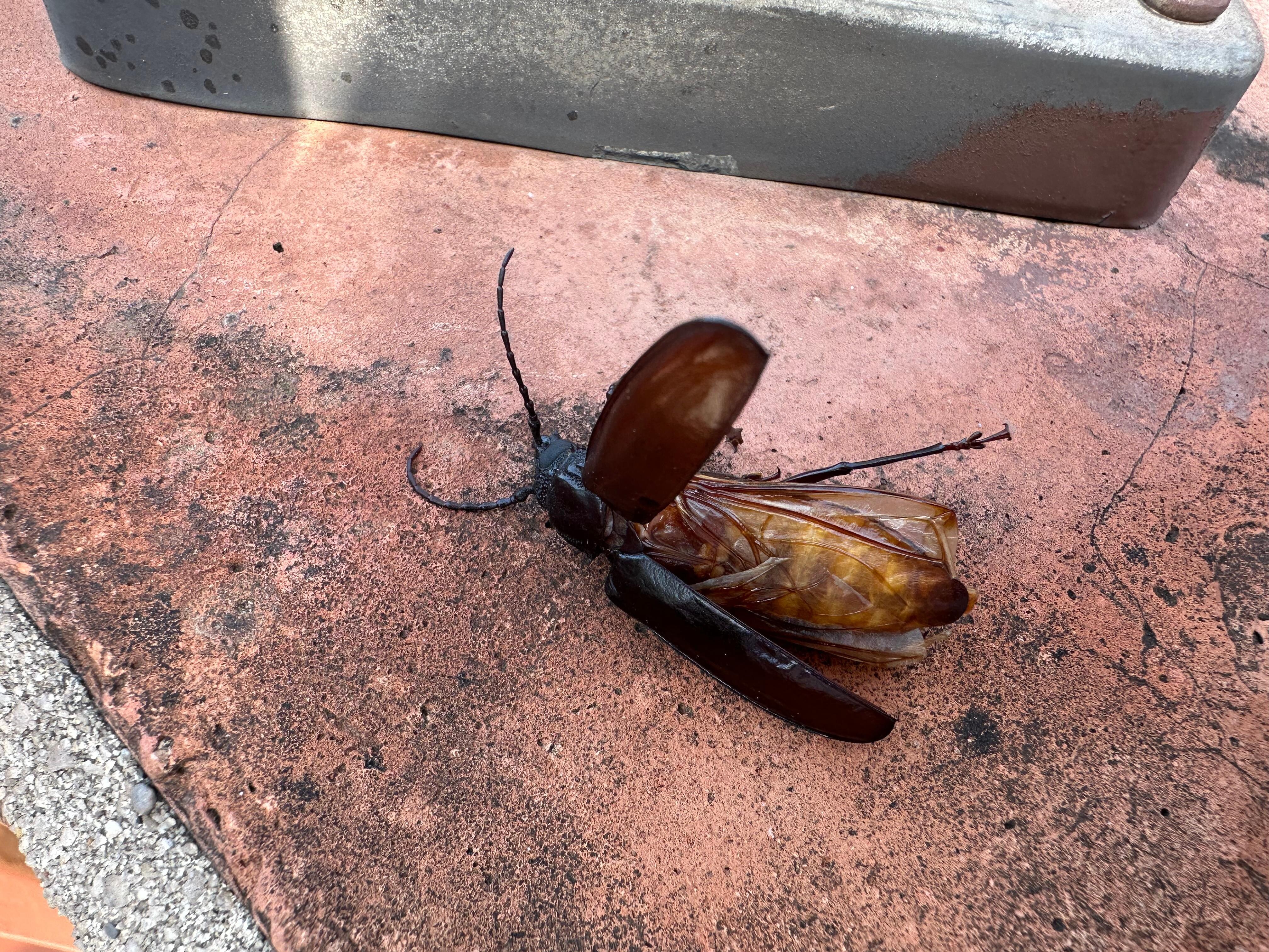Hornet left on handrail in back. 
