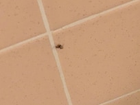 Cucaracha