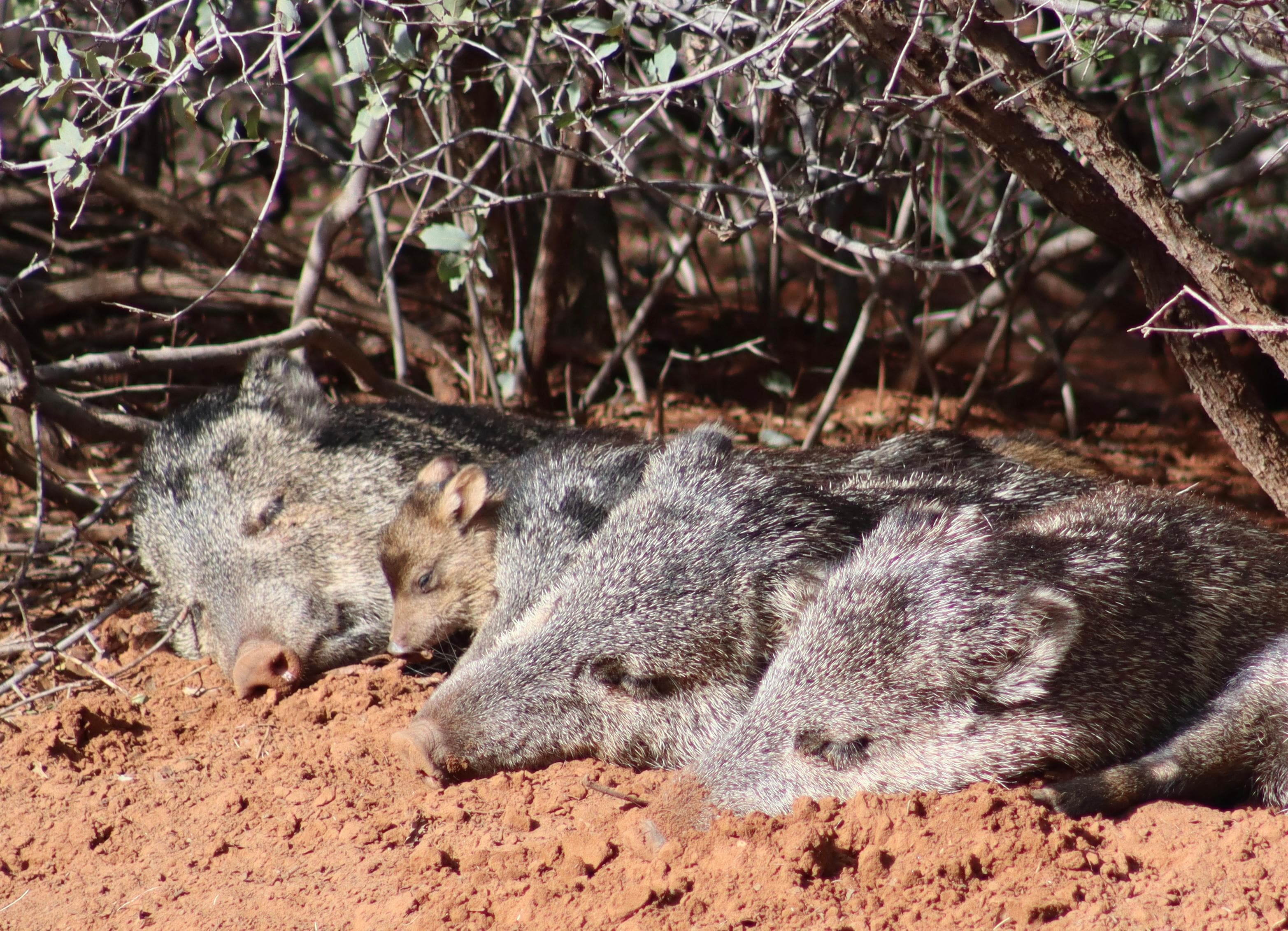 Javelinas taking a nap on the edge of the property 