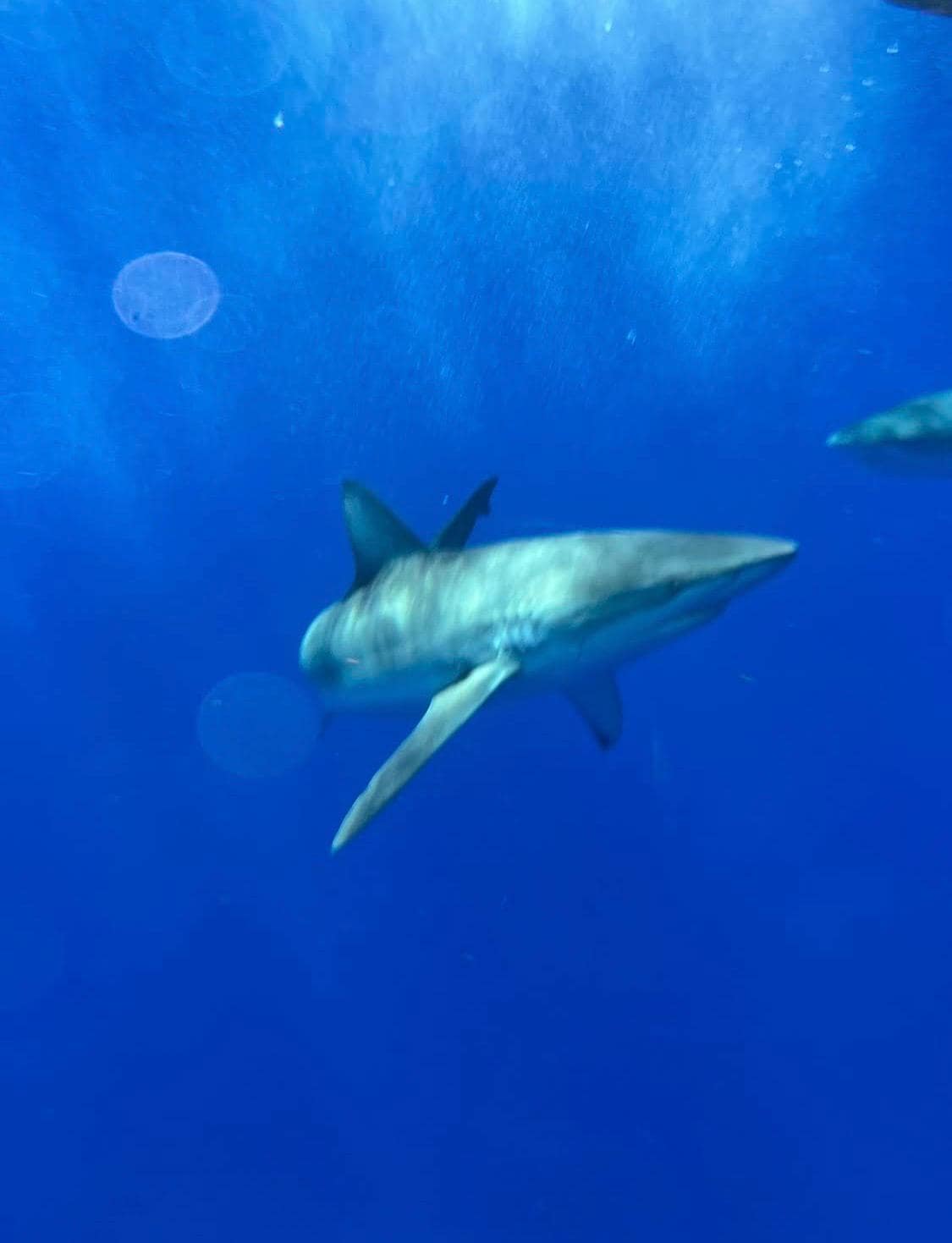 We went way off shore and saw sharks 🦈