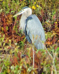 Saw beautiful blue herons everyday