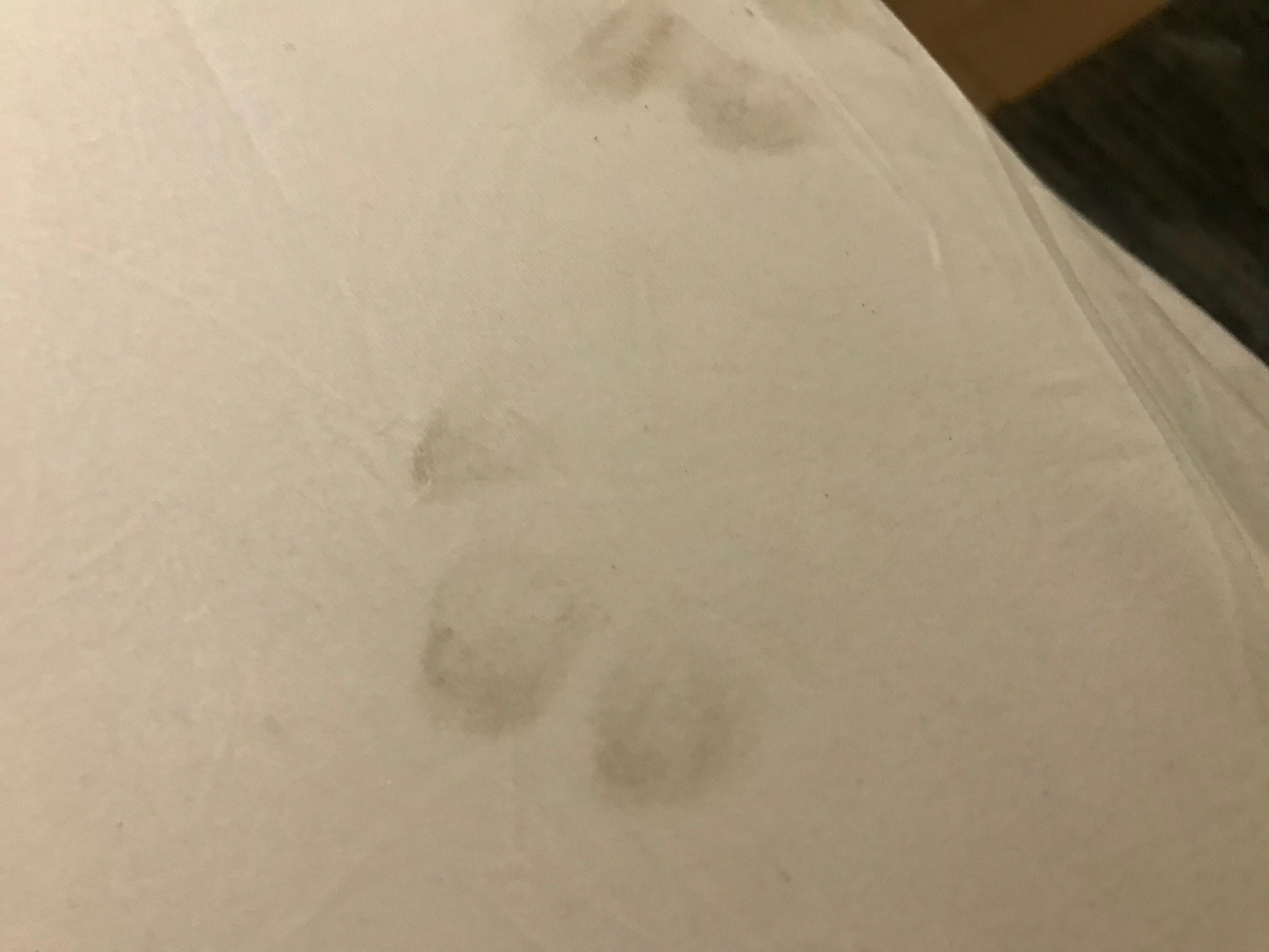 Prints from my dog after walking on the floor