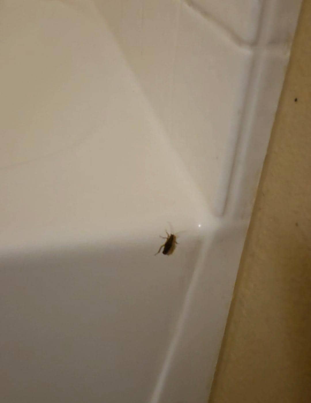 Roach in the bathroom 