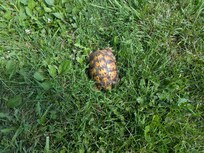 Hey turtle in our front yard of our cabin.