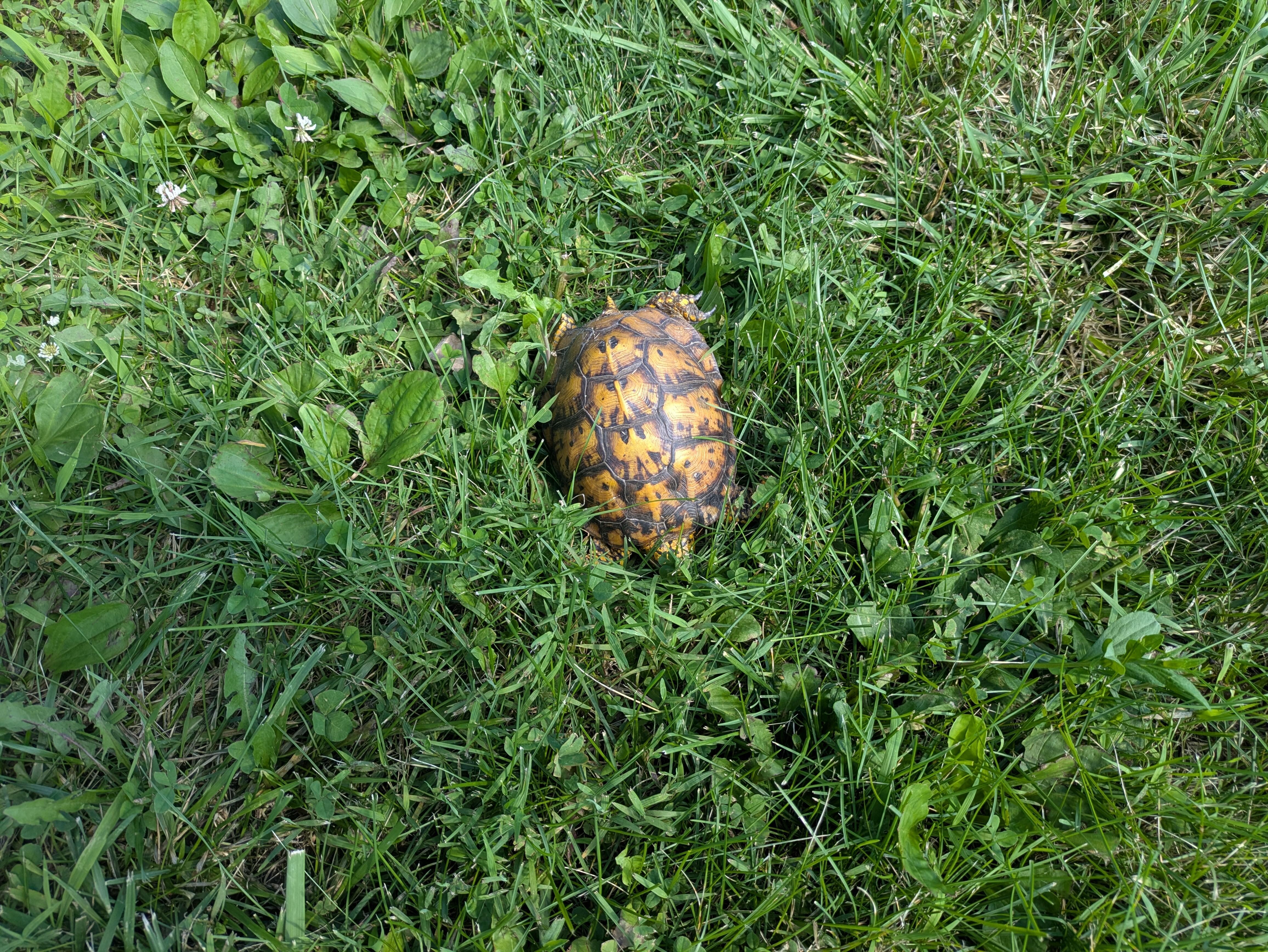 Hey turtle in our front yard of our cabin.