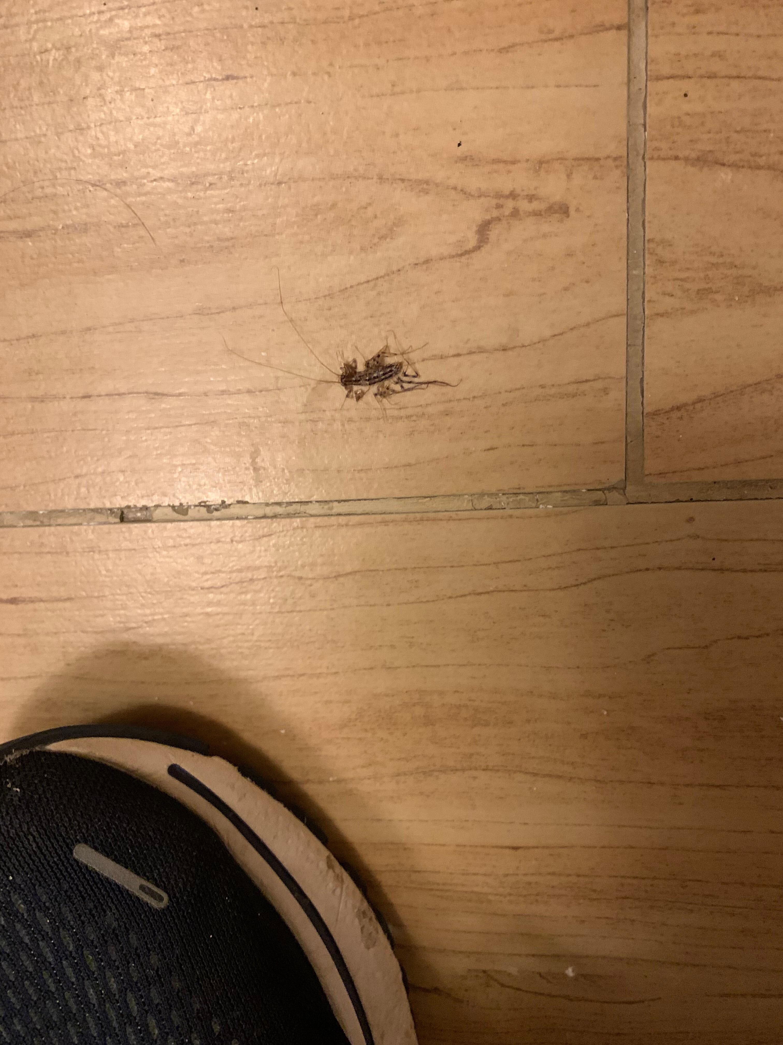 Dead centipede. The person who responded to the tv and ac issue picked this up. 