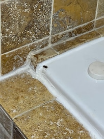 Cucarachas en el baño