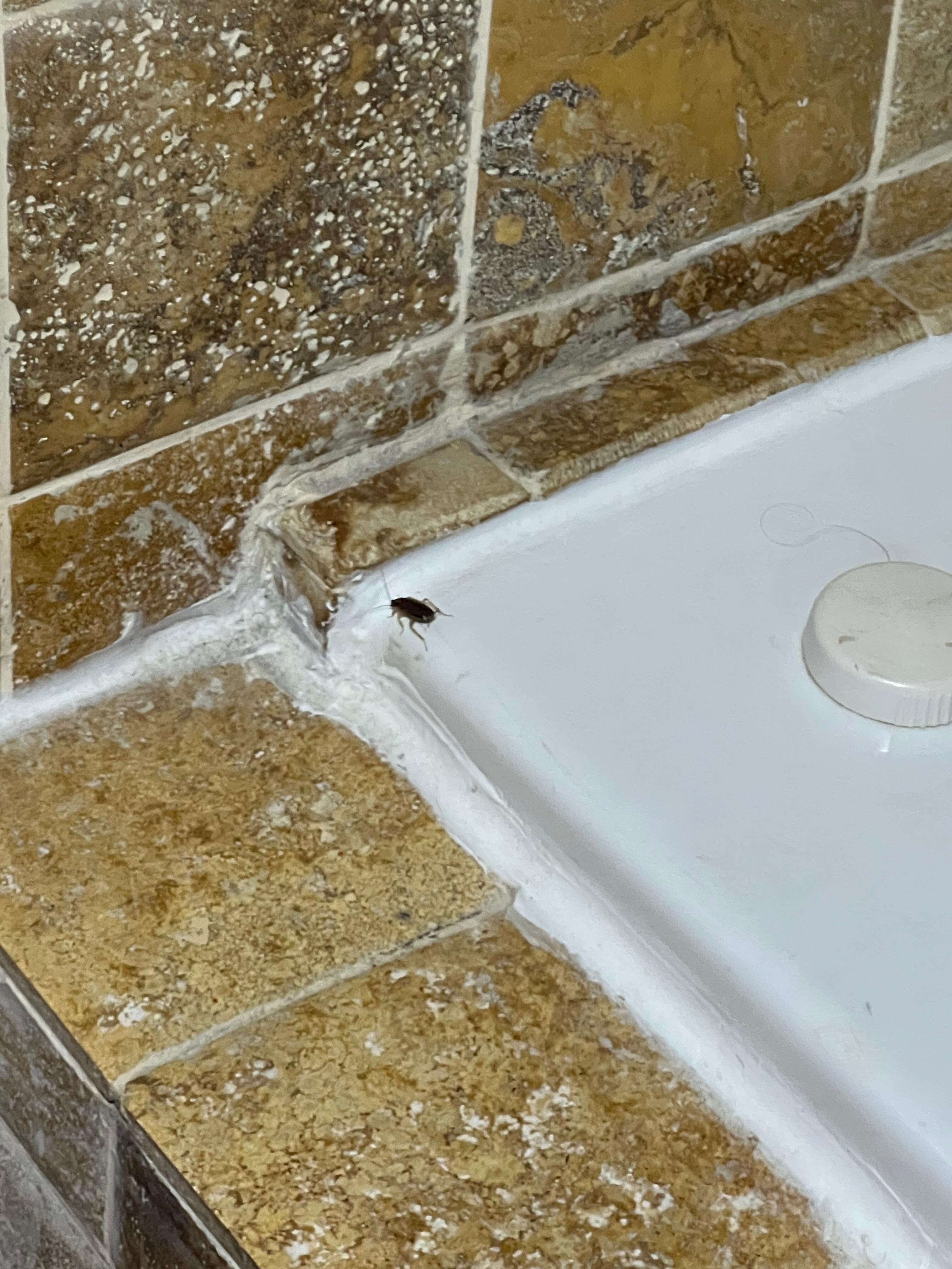Cucarachas en el baño 
