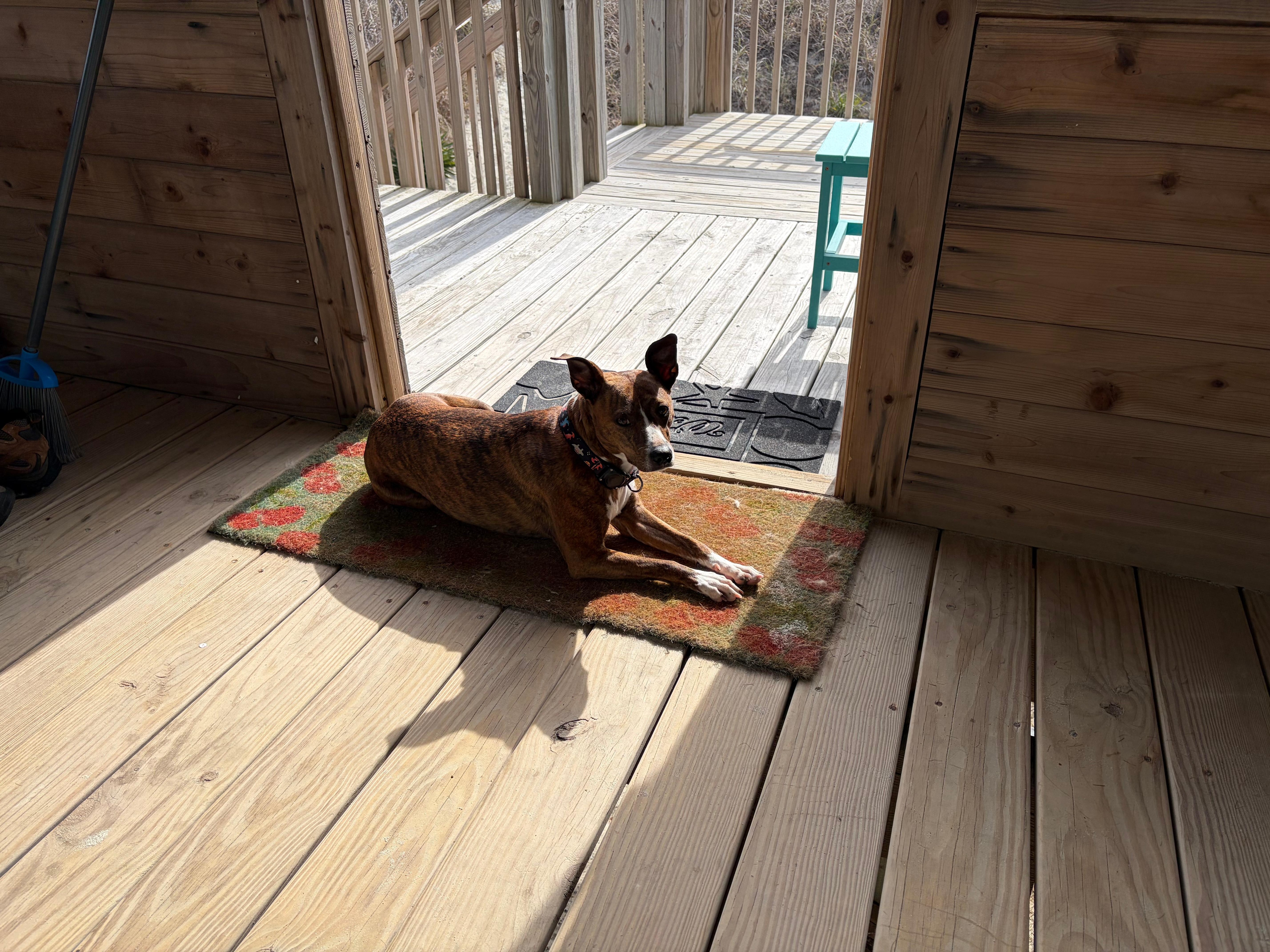 Ember loved the cottage too!