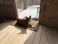 Ember loved the cottage too!