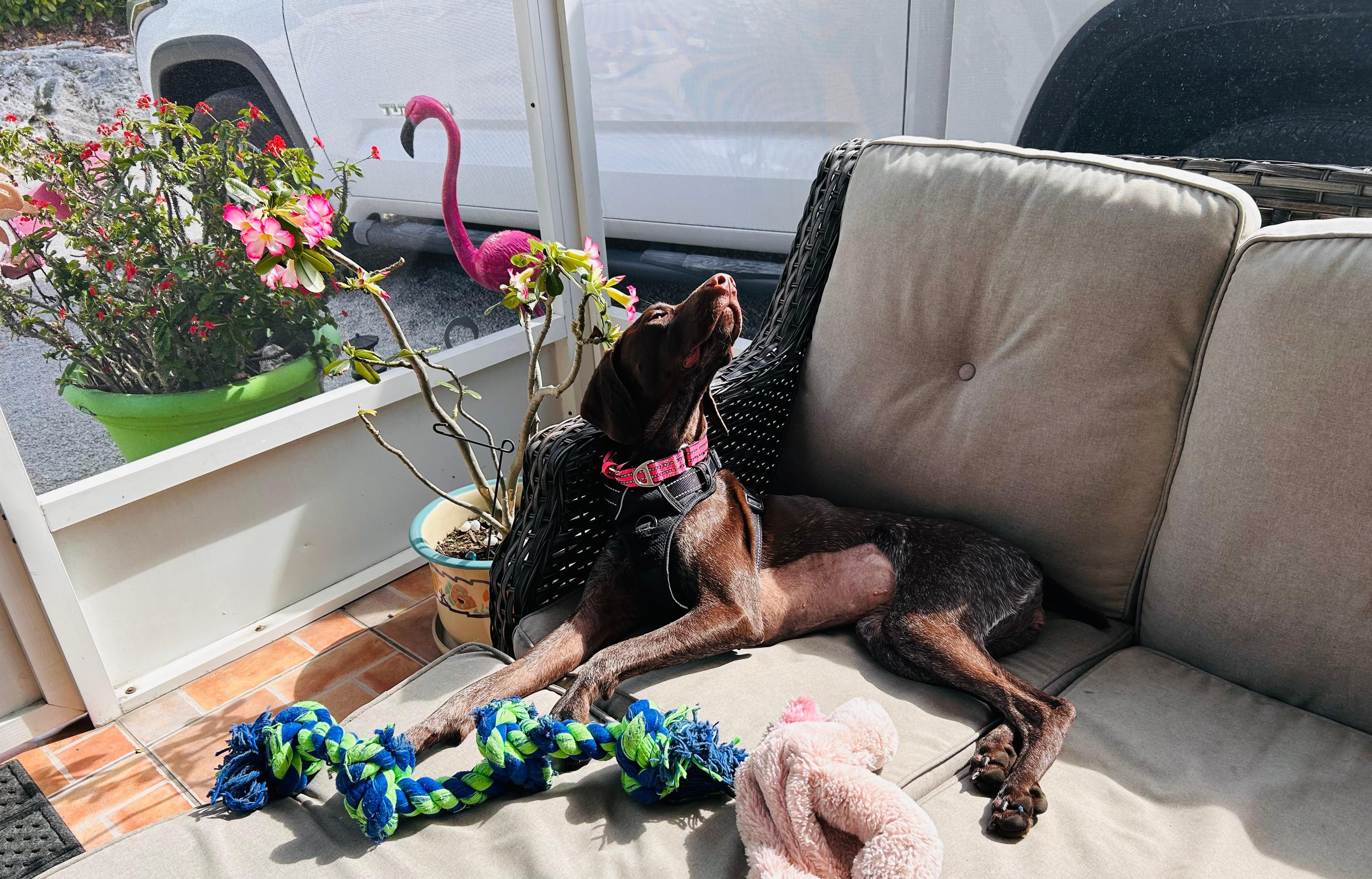 Hazel enjoyed the sunshine and the screened in area.
