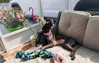Hazel enjoyed the sunshine and the screened in area.