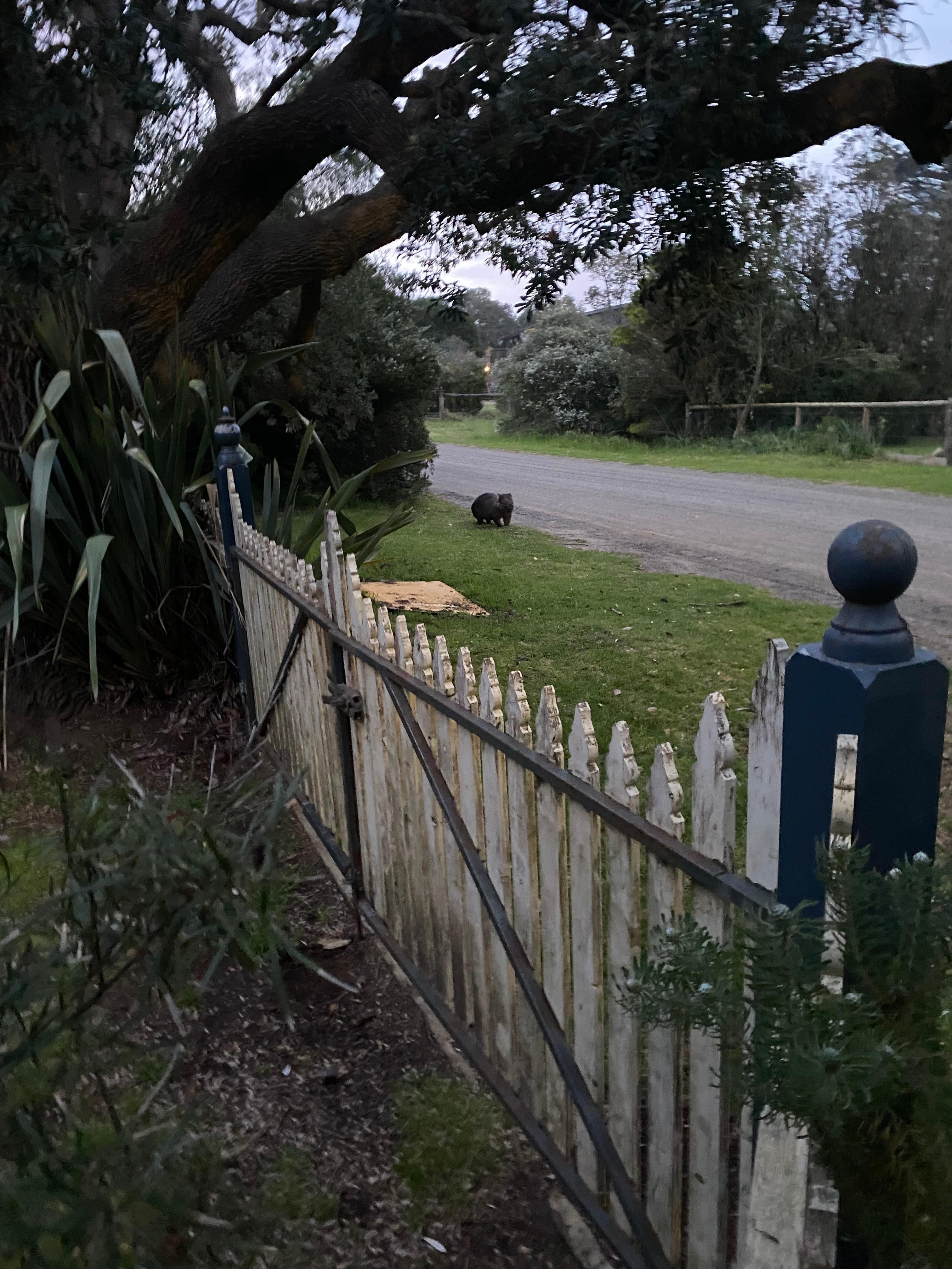 Mr. Wombat to greet us