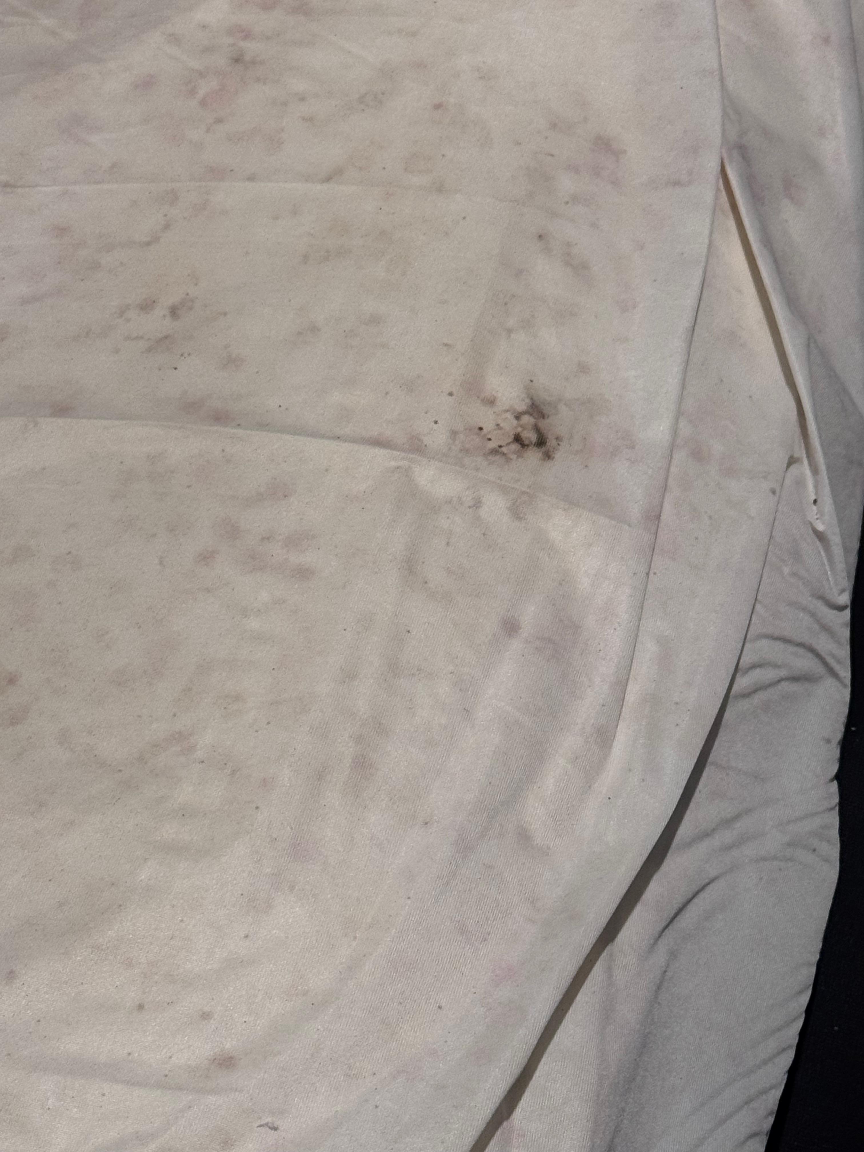 Mold on pull out sofa. 