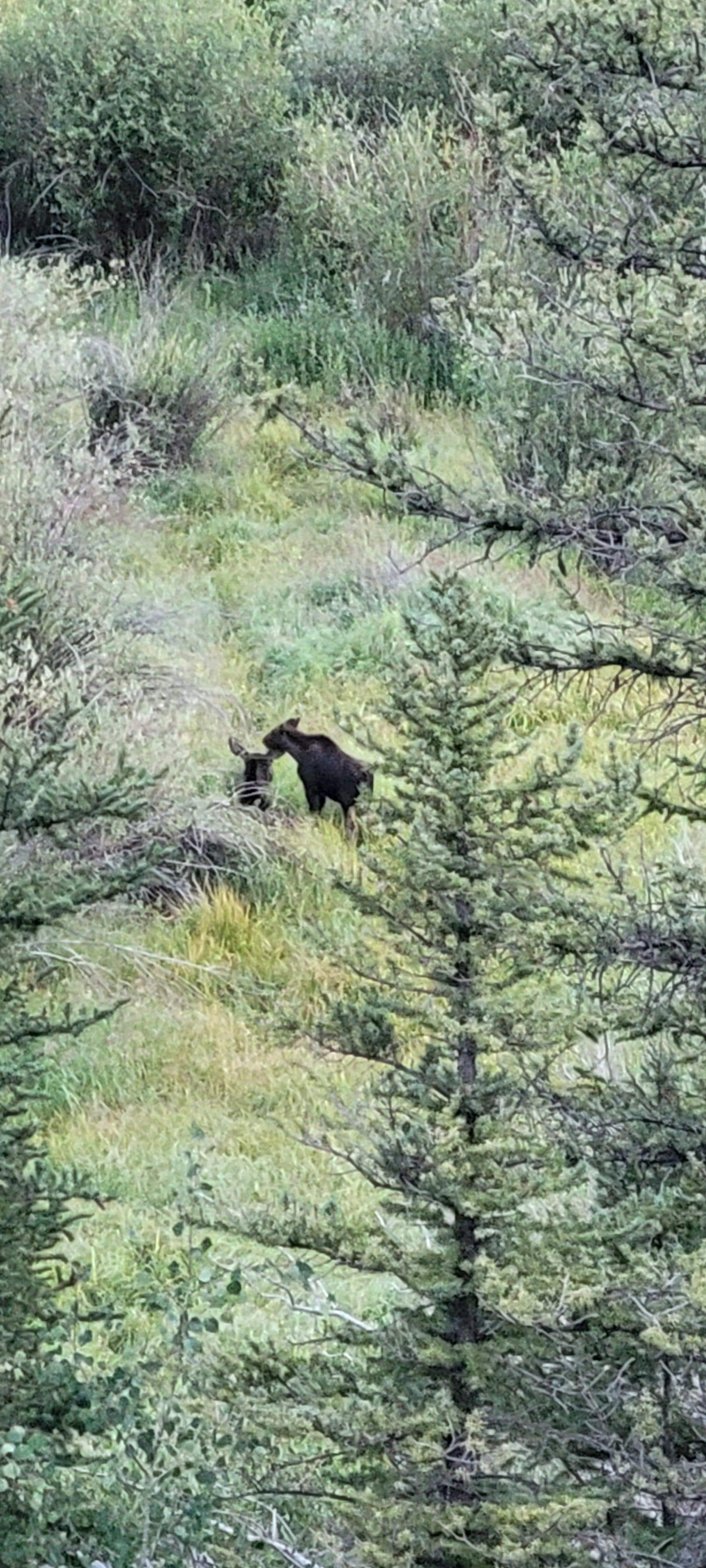 Moose ar Lake San Cristabol 