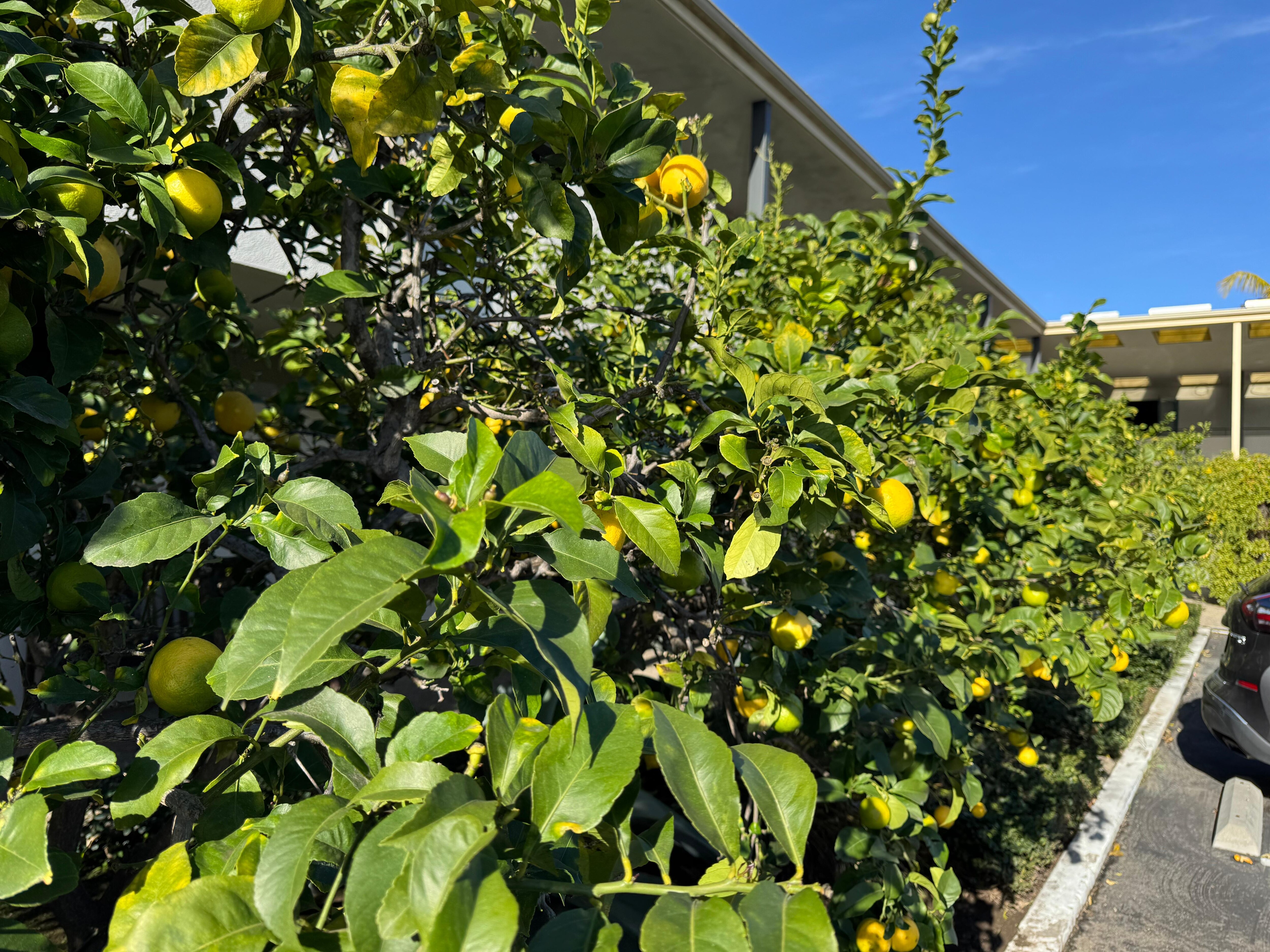 Lemon trees! 🍋