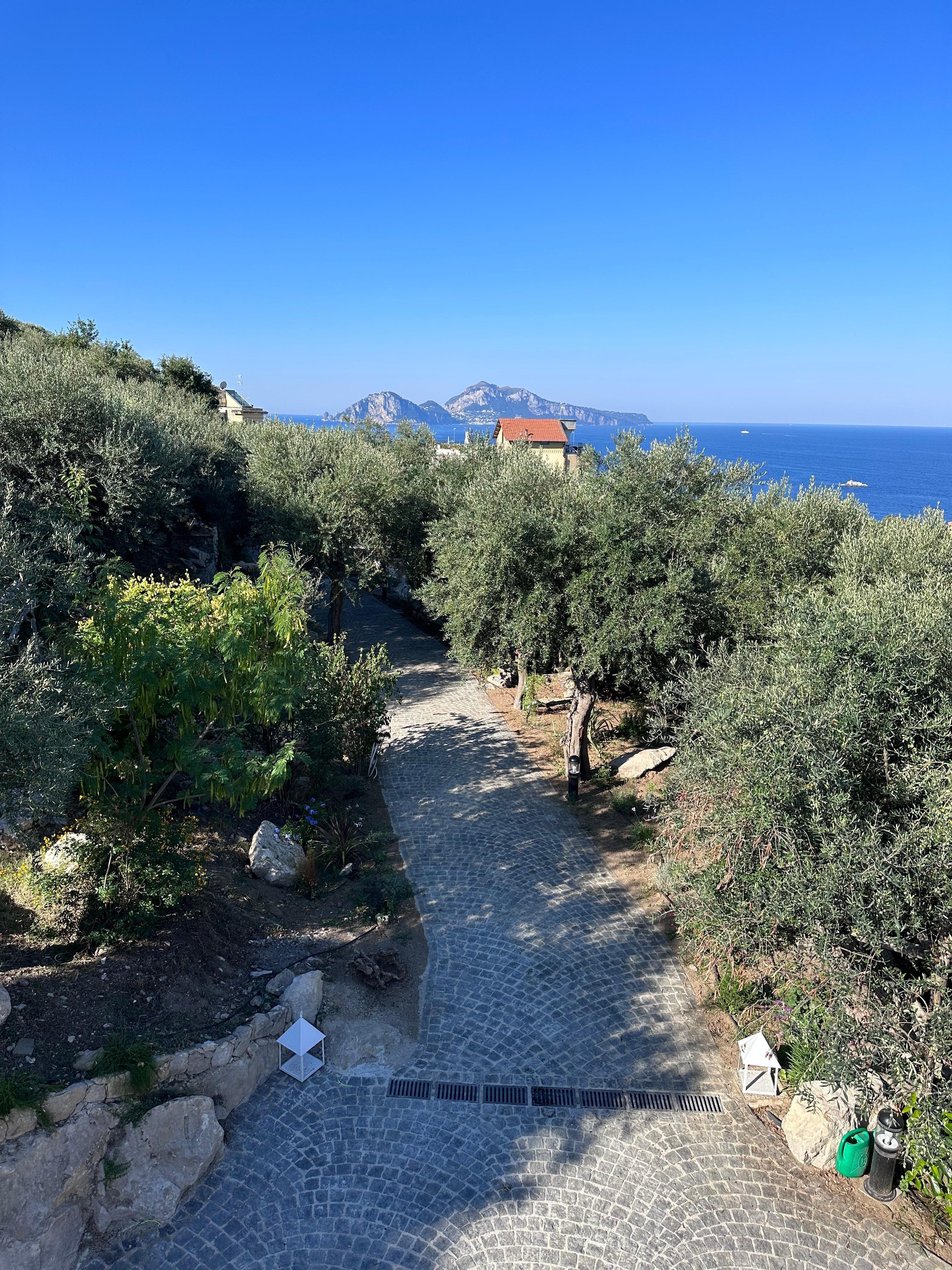 View of Capri over the Olive grove