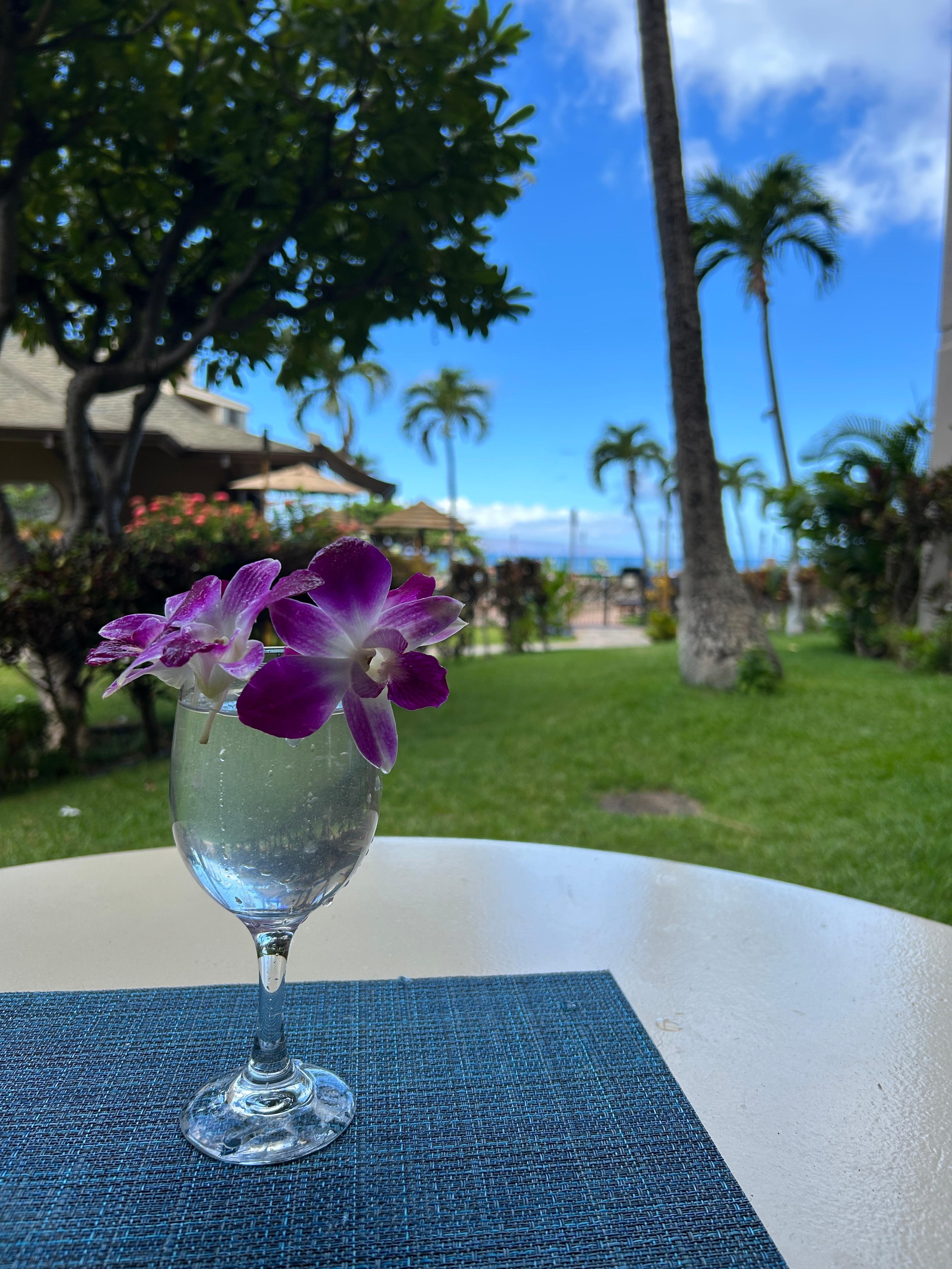 Morning view from patio