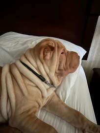 Good morning buddy!