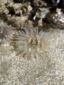 Sea anenomie
