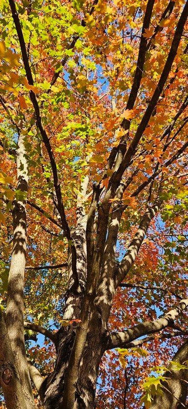 Autumn color outside the cottage