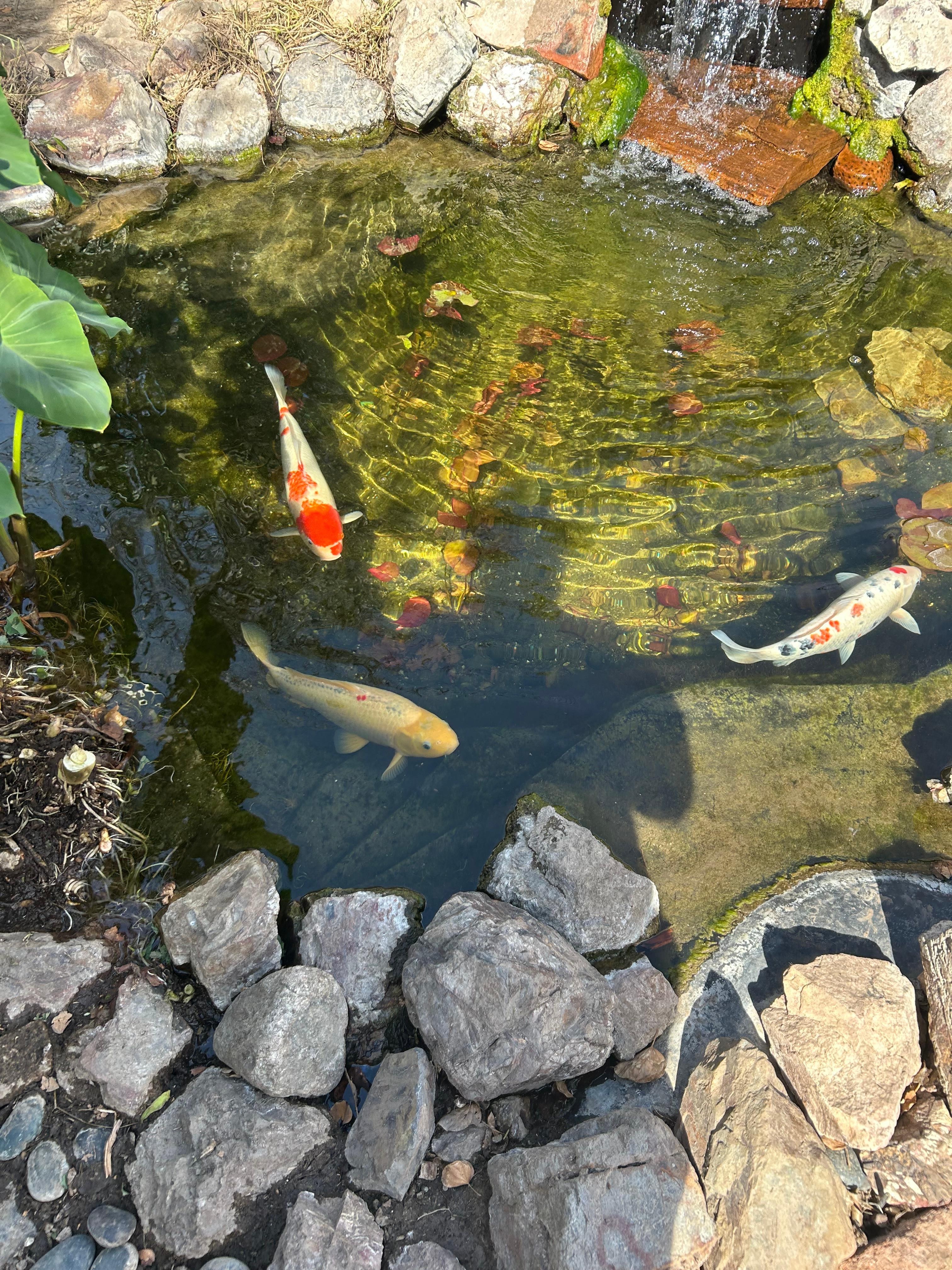 Koi pond