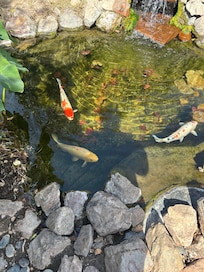 Koi pond
