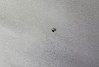 Bedbug actually crawling on the bed underneath the covers. (have video).