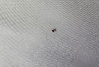 Bedbug actually crawling on the bed underneath the covers. (have video).