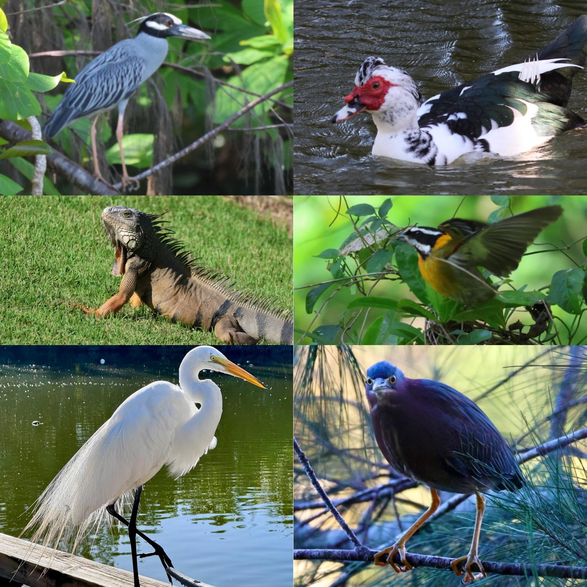 Lots of birds and reptiles