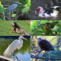 Lots of birds and reptiles