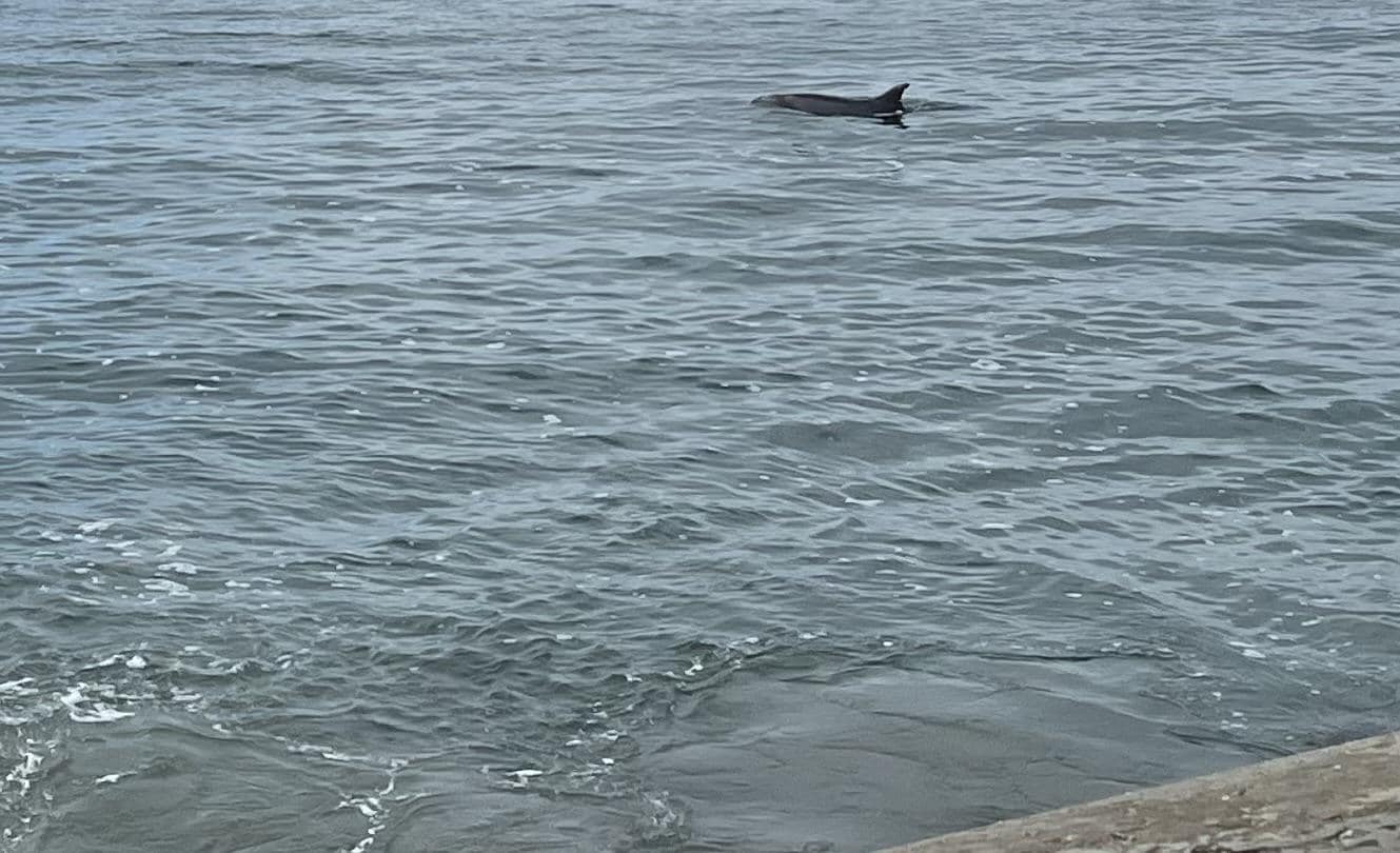 Dolphin a few dozen yards from the Walton Lighthouse in Seabright Santa Cruz hours before the first storm of the season.