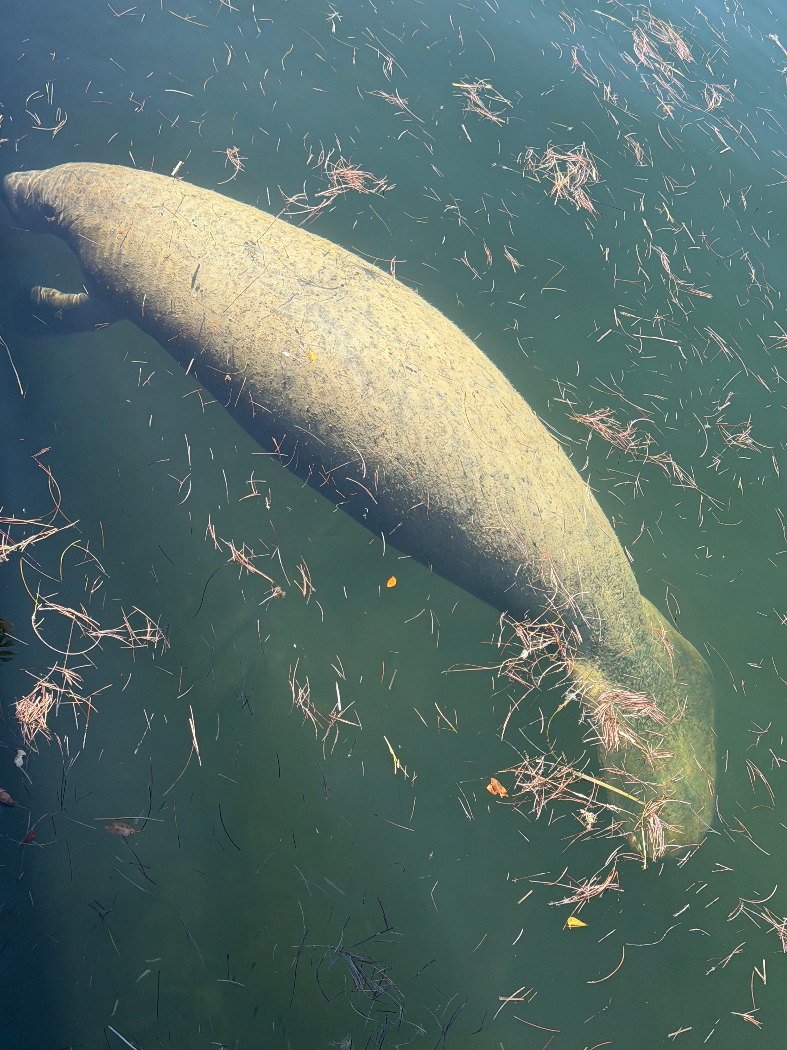 Manatee hanging around at the dock by the canal at the property. 