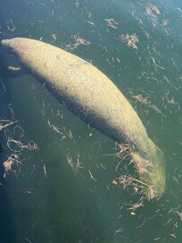 Manatee hanging around at the dock by the canal at the property.