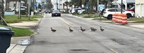 Family of ducks on my morning walk.