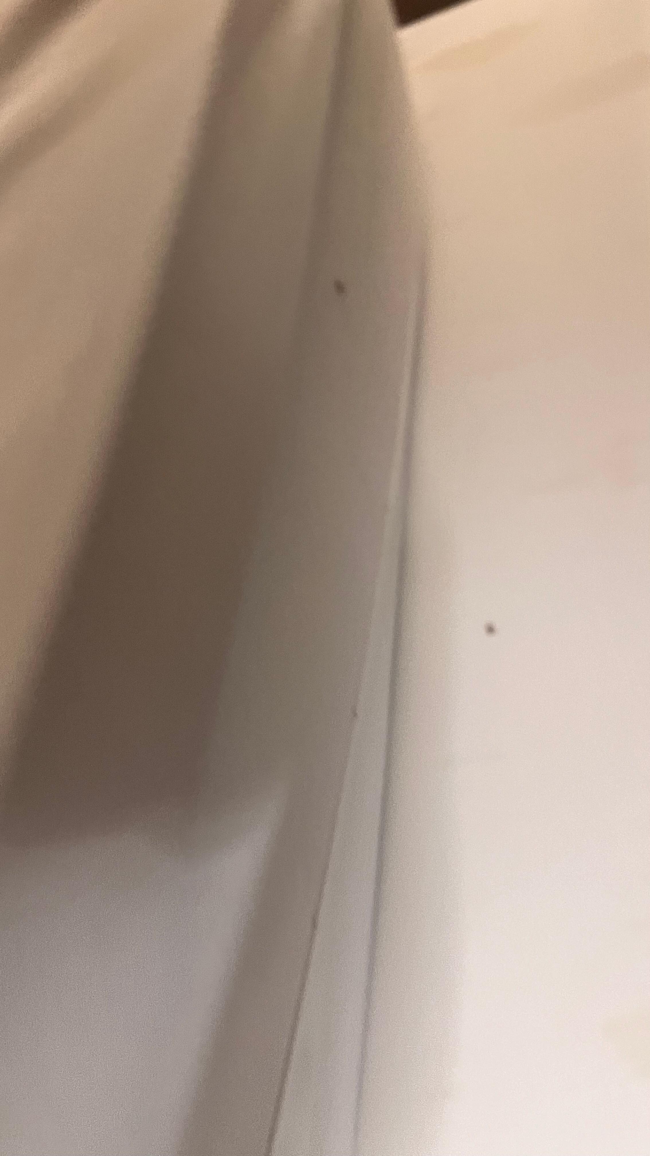 Bed bugs crawling all over mattress.