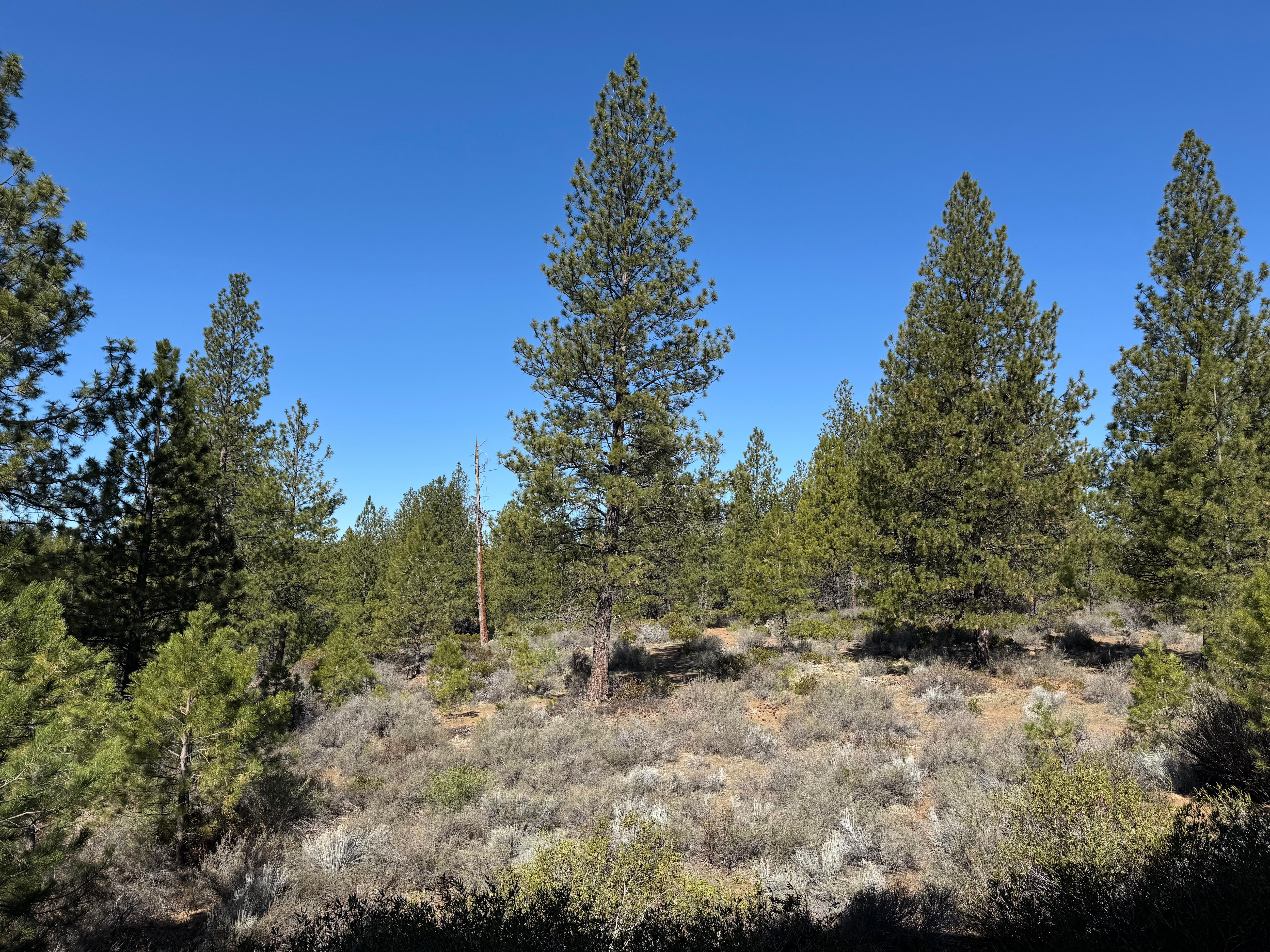 View from back deck. 