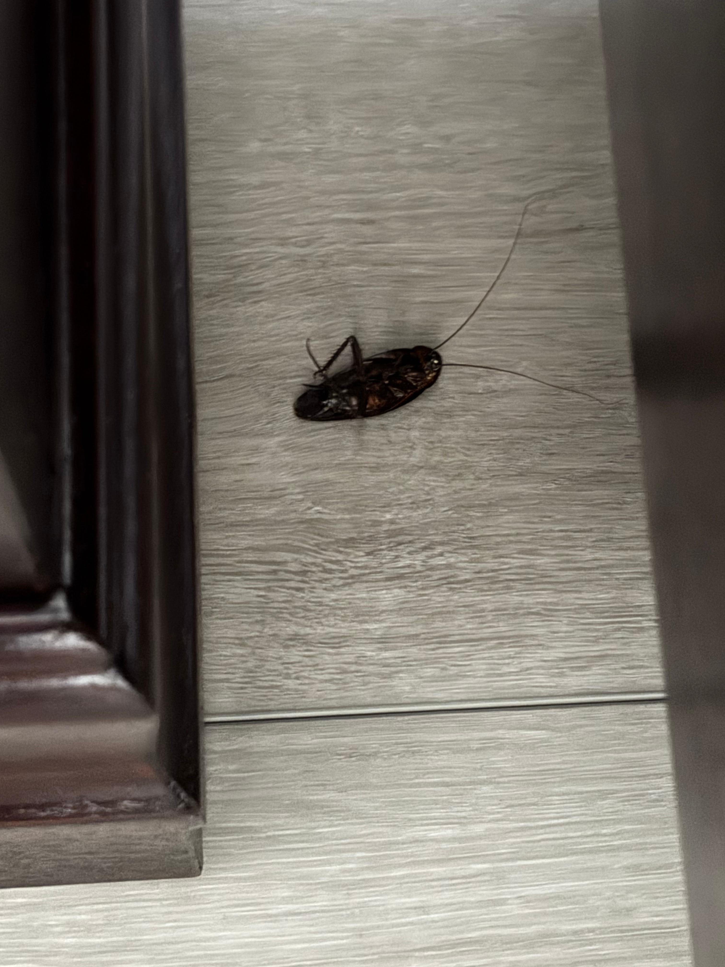 Day 1
Dead cockroach in master bedroom 