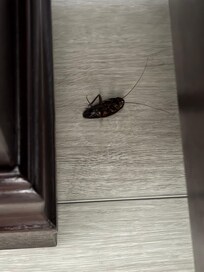 Day 1
Dead cockroach in master bedroom