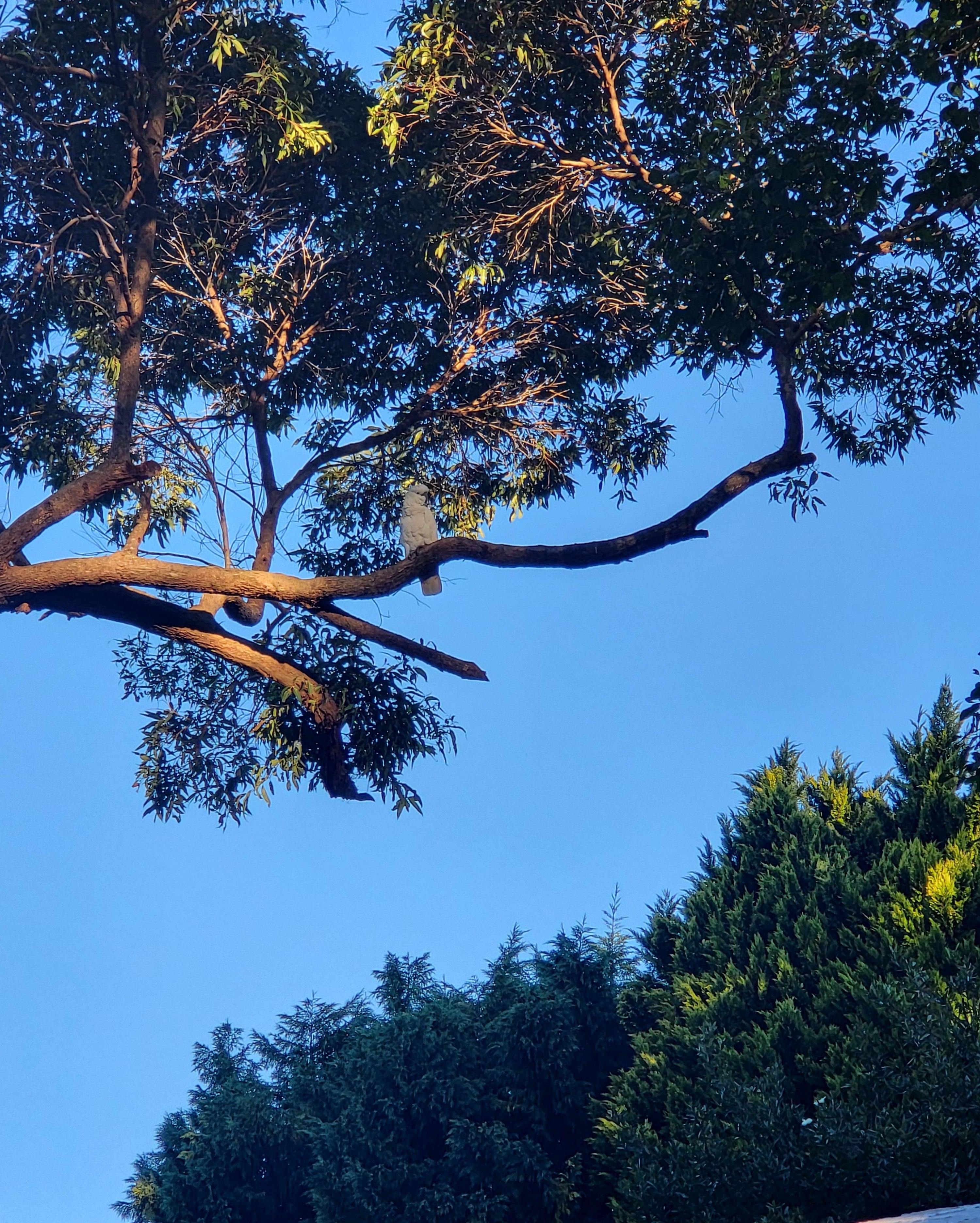 White cockatoo. We also saw black cockatoos, rosellas, rainbow lorakeets, dove/pigeon type birds and others