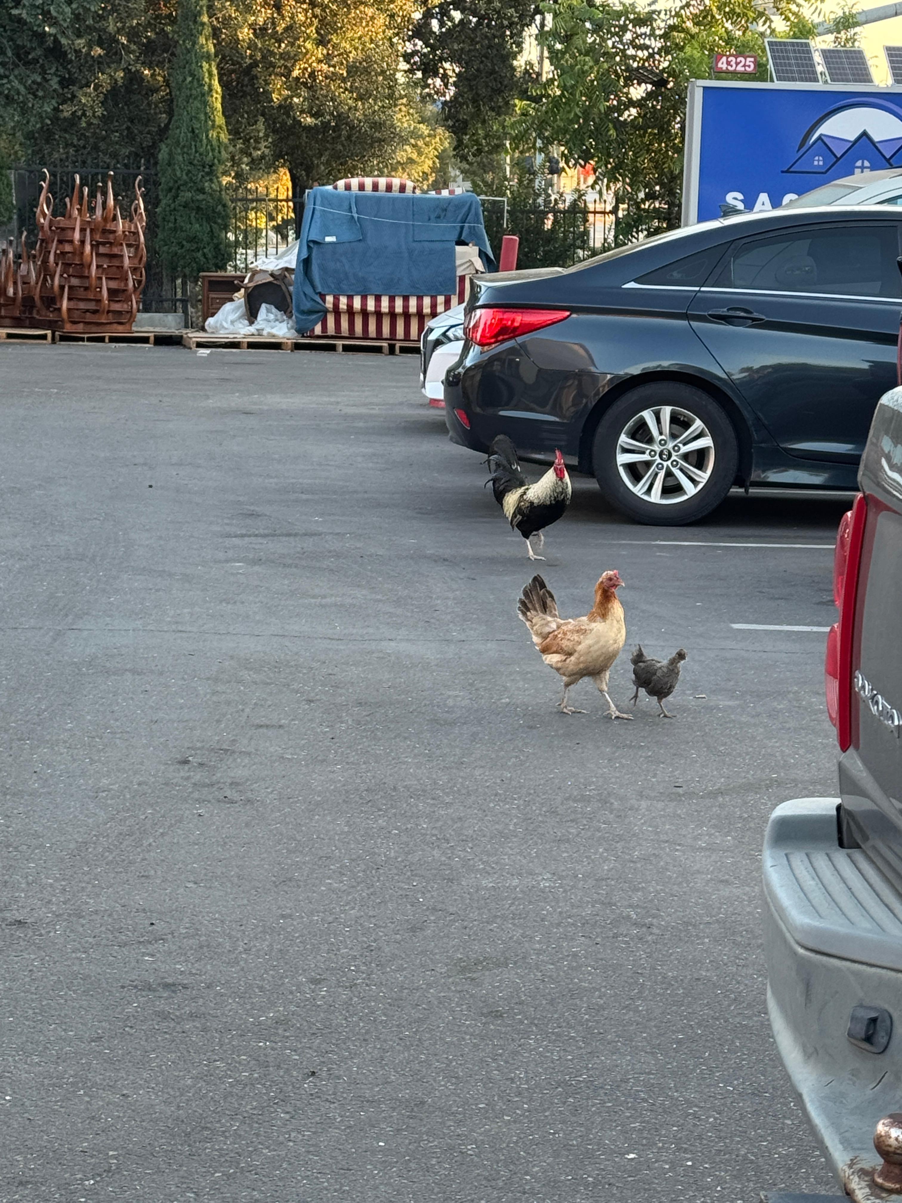 Be prepared for roosters crowing at 4am and on the dot every hour. Personally I’m used to that cause I come from a farm but others may not.