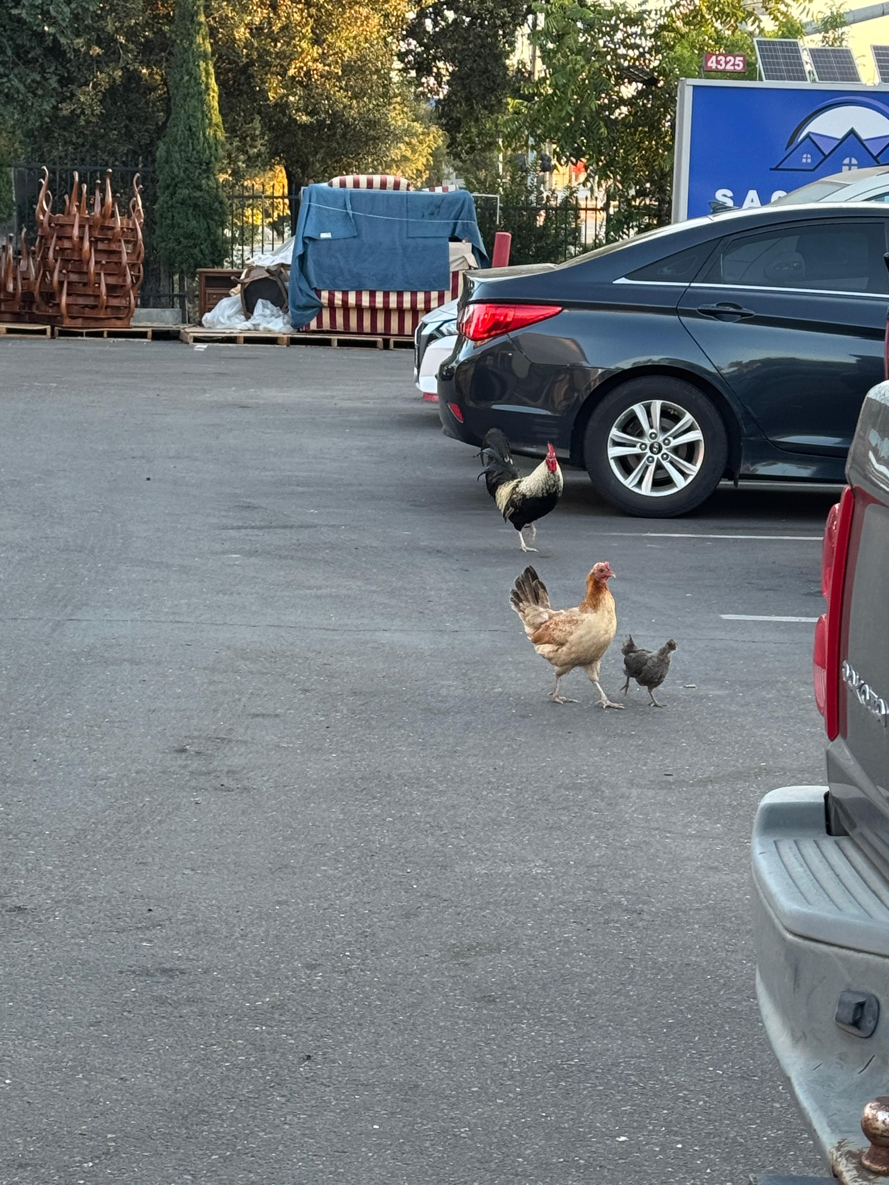 Be prepared for roosters crowing at 4am and on the dot every hour. Personally I’m used to that cause I come from a farm but others may not. 