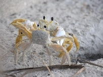 Dancing crabs