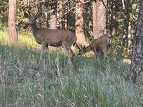 Deer 7/20/25