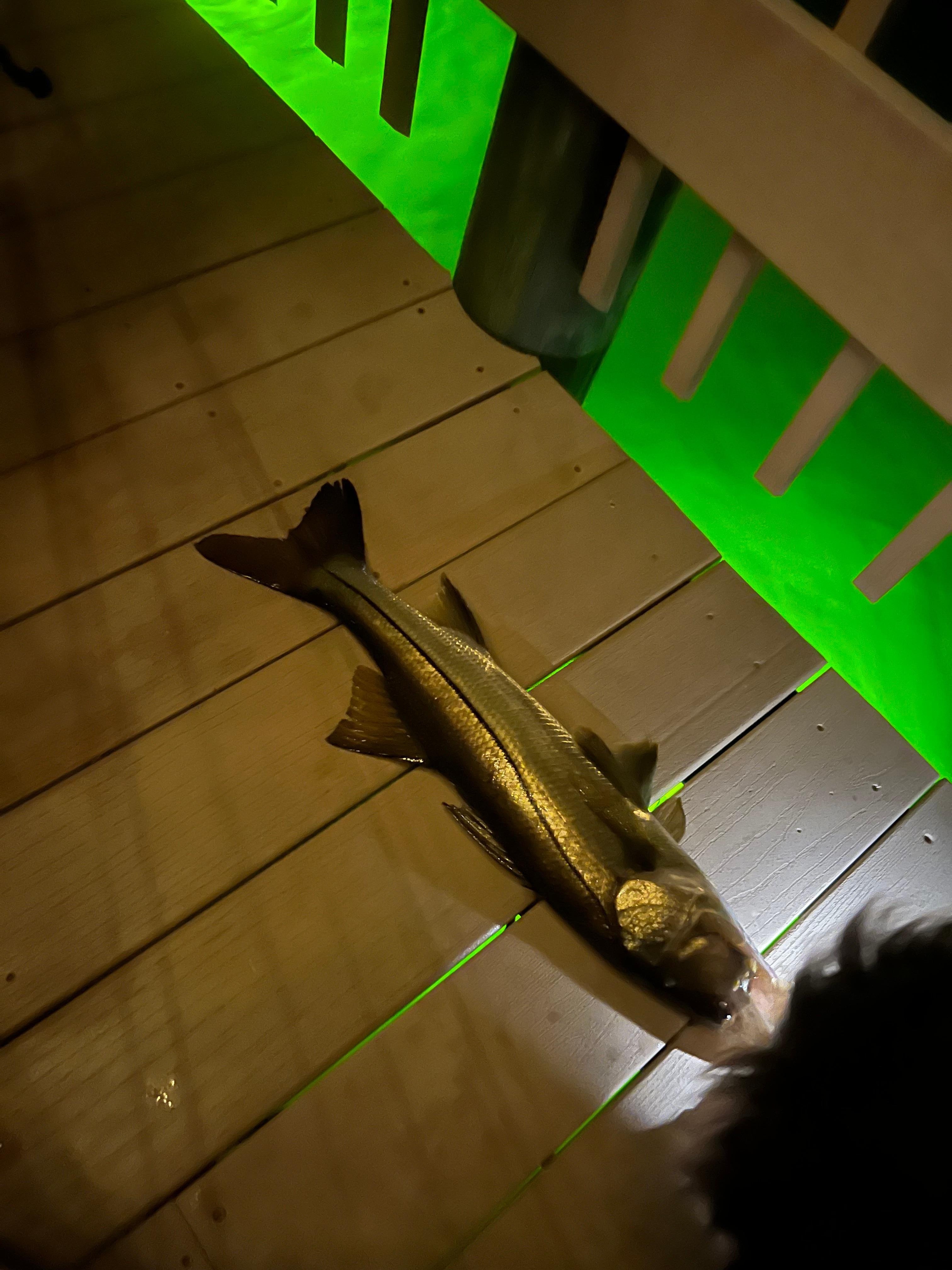 Snook caught the first night.  We threw him back to live another day 😊