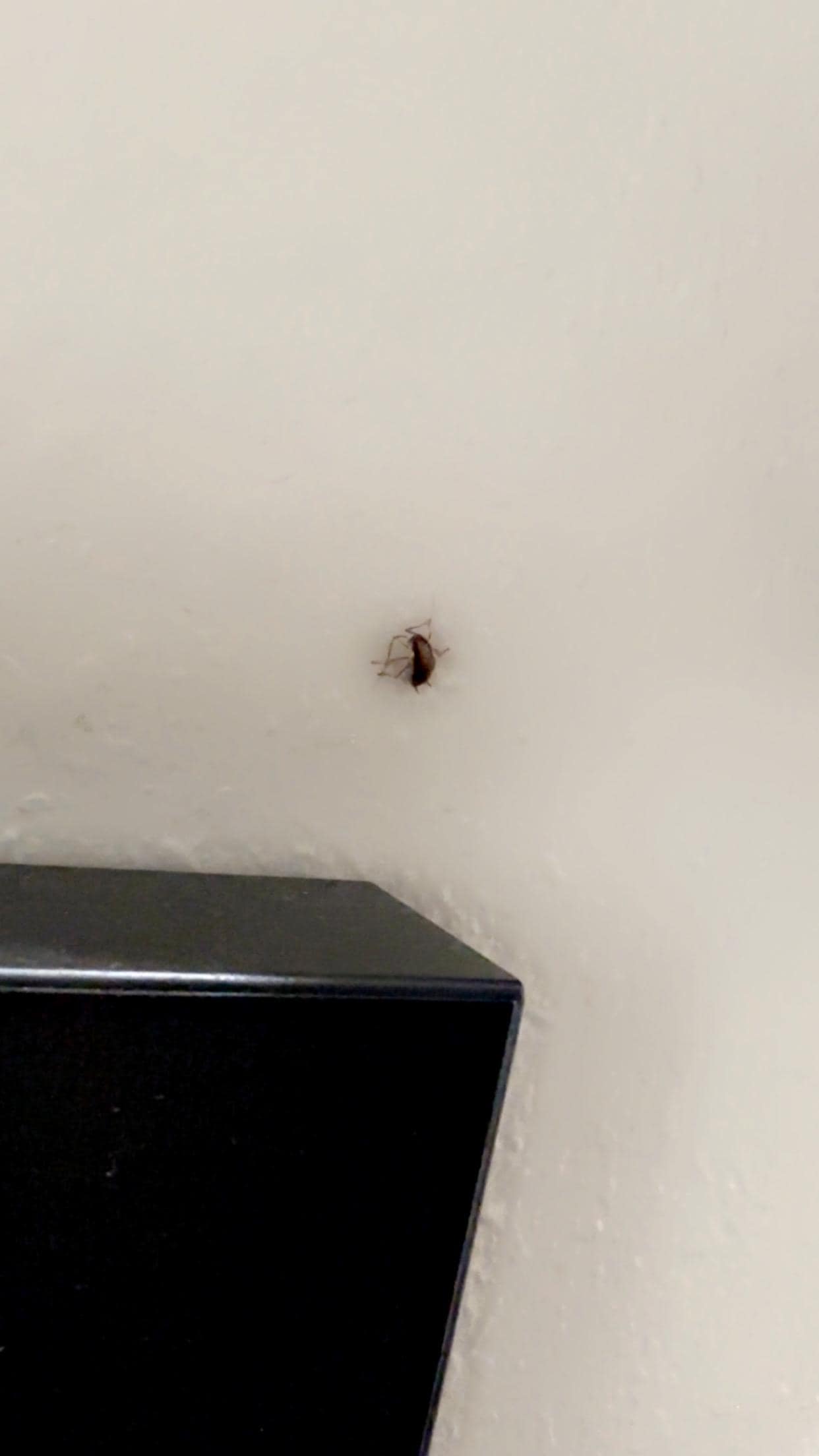 Just a roach on my wall